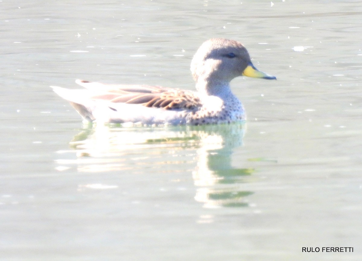 Yellow-billed Teal - feliciano osvaldo ferretti