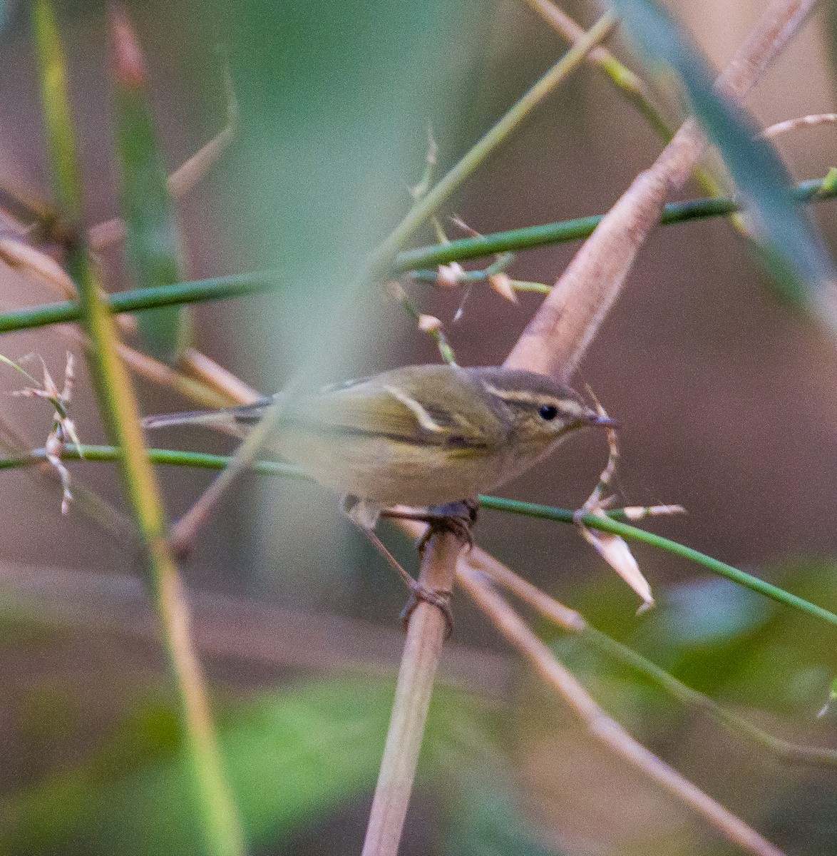 Hume's Warbler - ML611784227