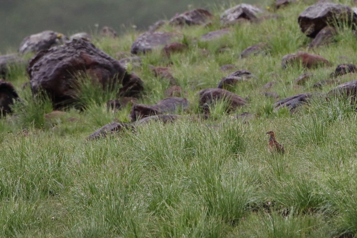 Francolin de Levaillant - ML611784252