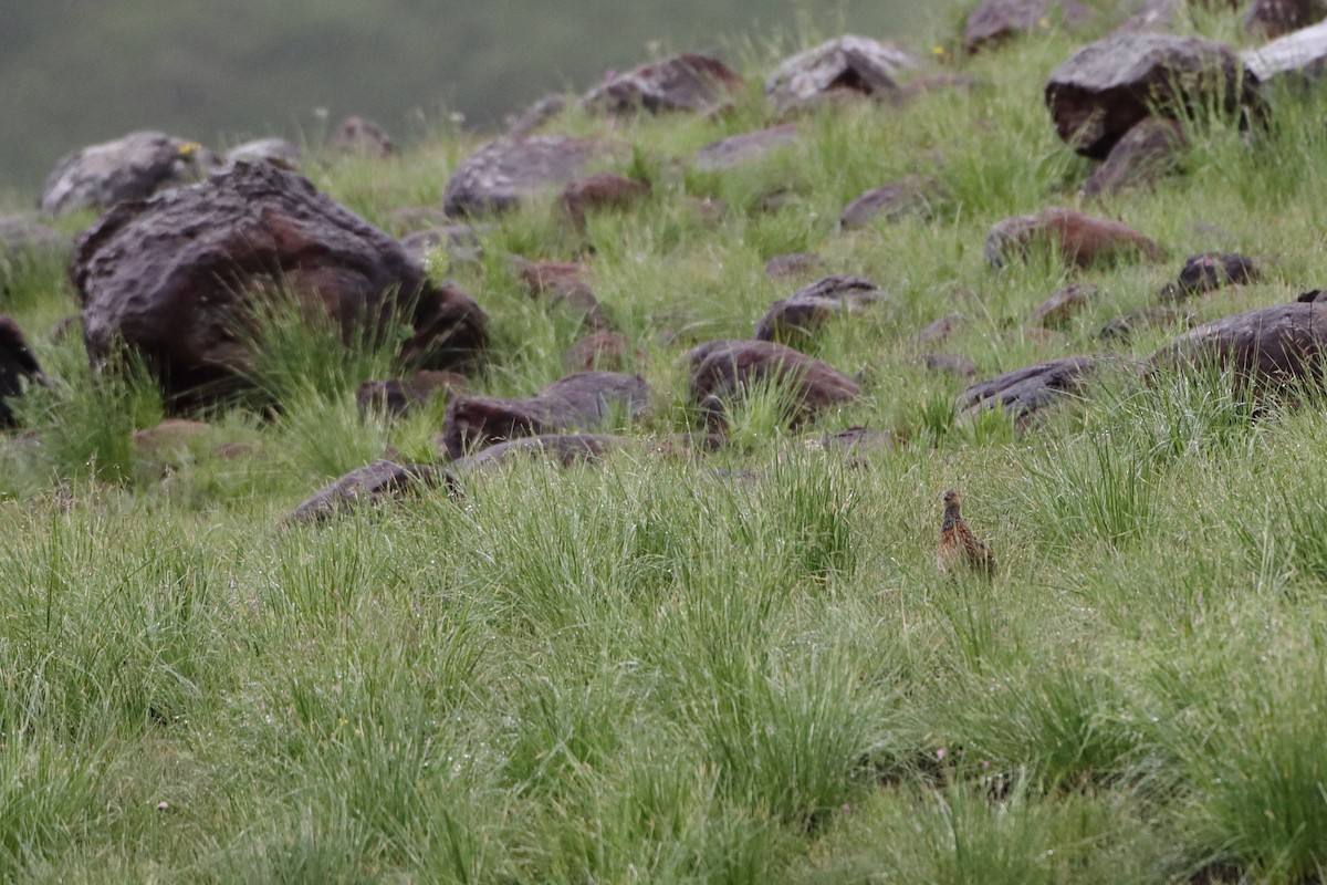 Francolin de Levaillant - ML611784253