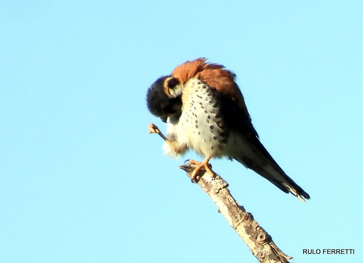 American Kestrel - feliciano osvaldo ferretti