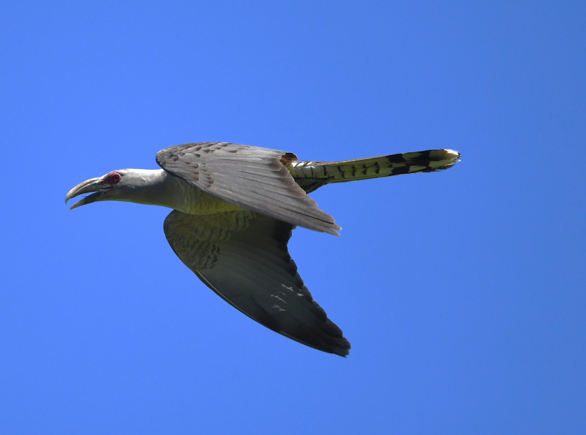 Channel-billed Cuckoo - ML611784282