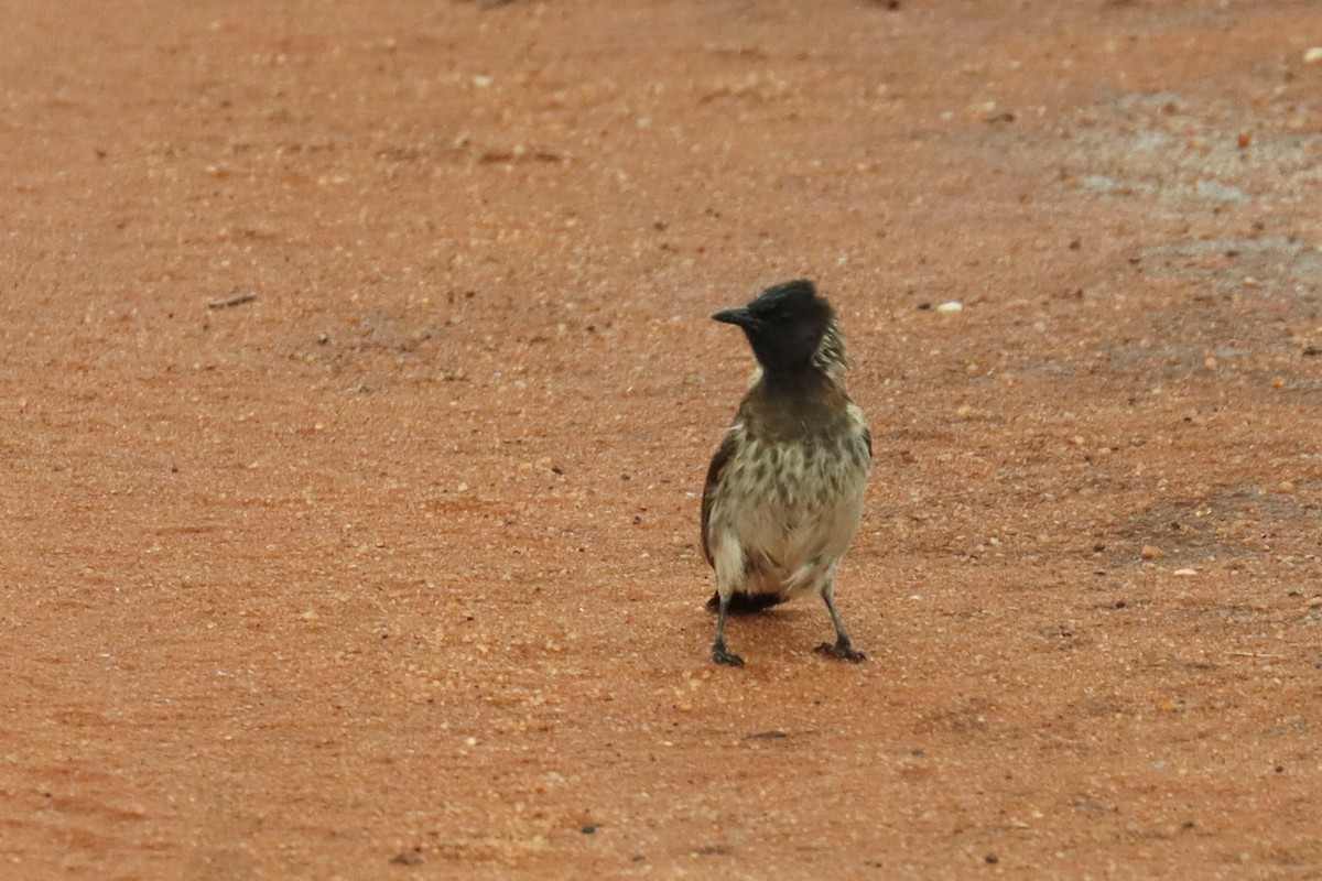 Common Bulbul (Dodson's) - ML611784305