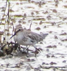 Sumpfläufer - ML611784340