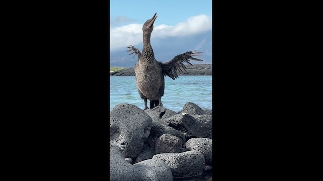 Flightless Cormorant - ML611784429