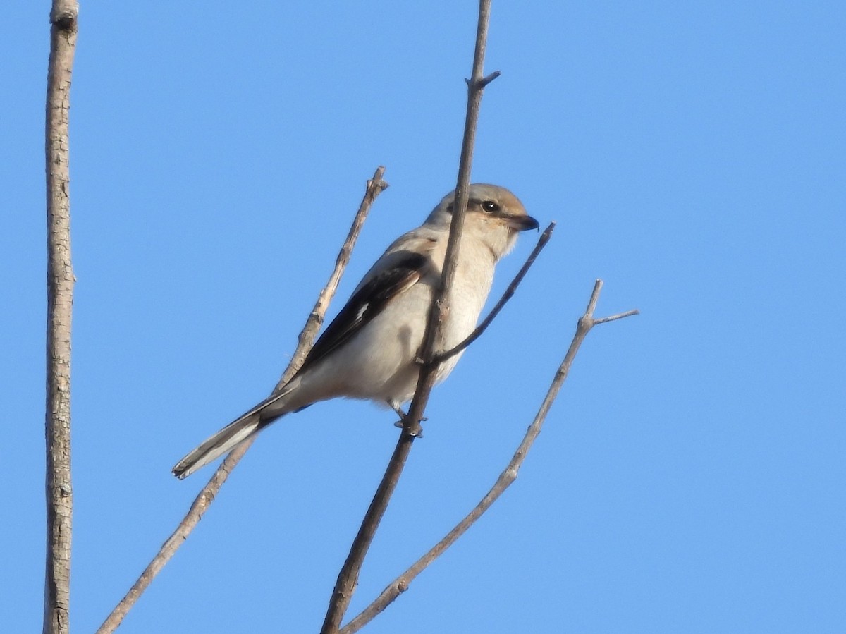 Northern Shrike - ML611784454