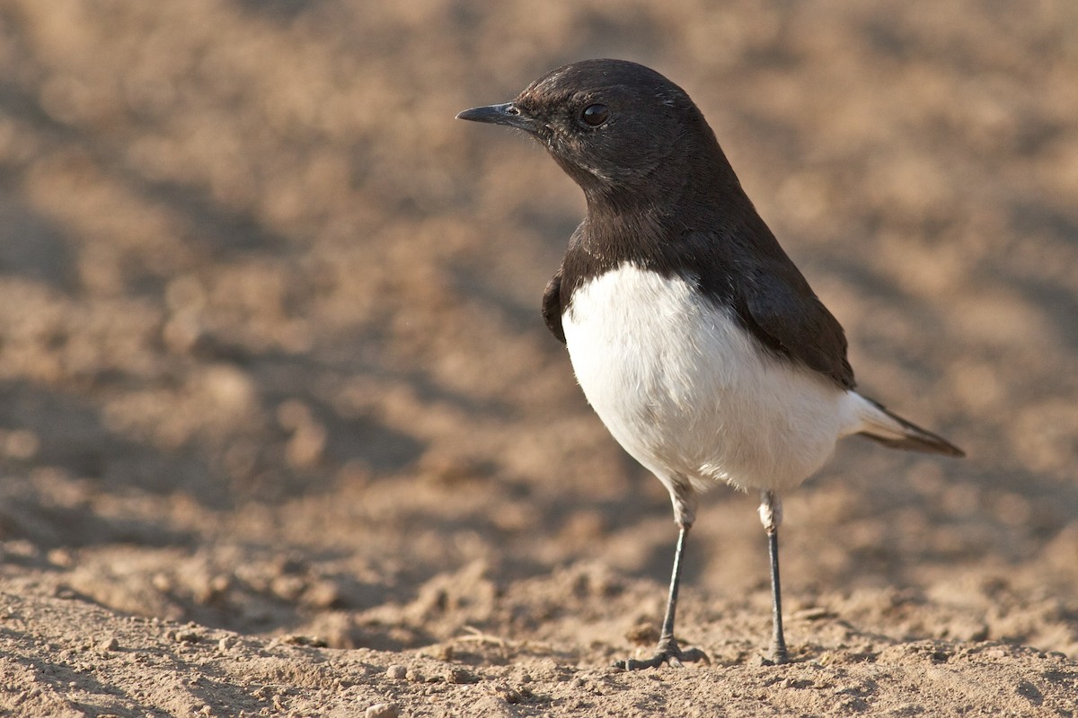 Variable Wheatear - ML611784468