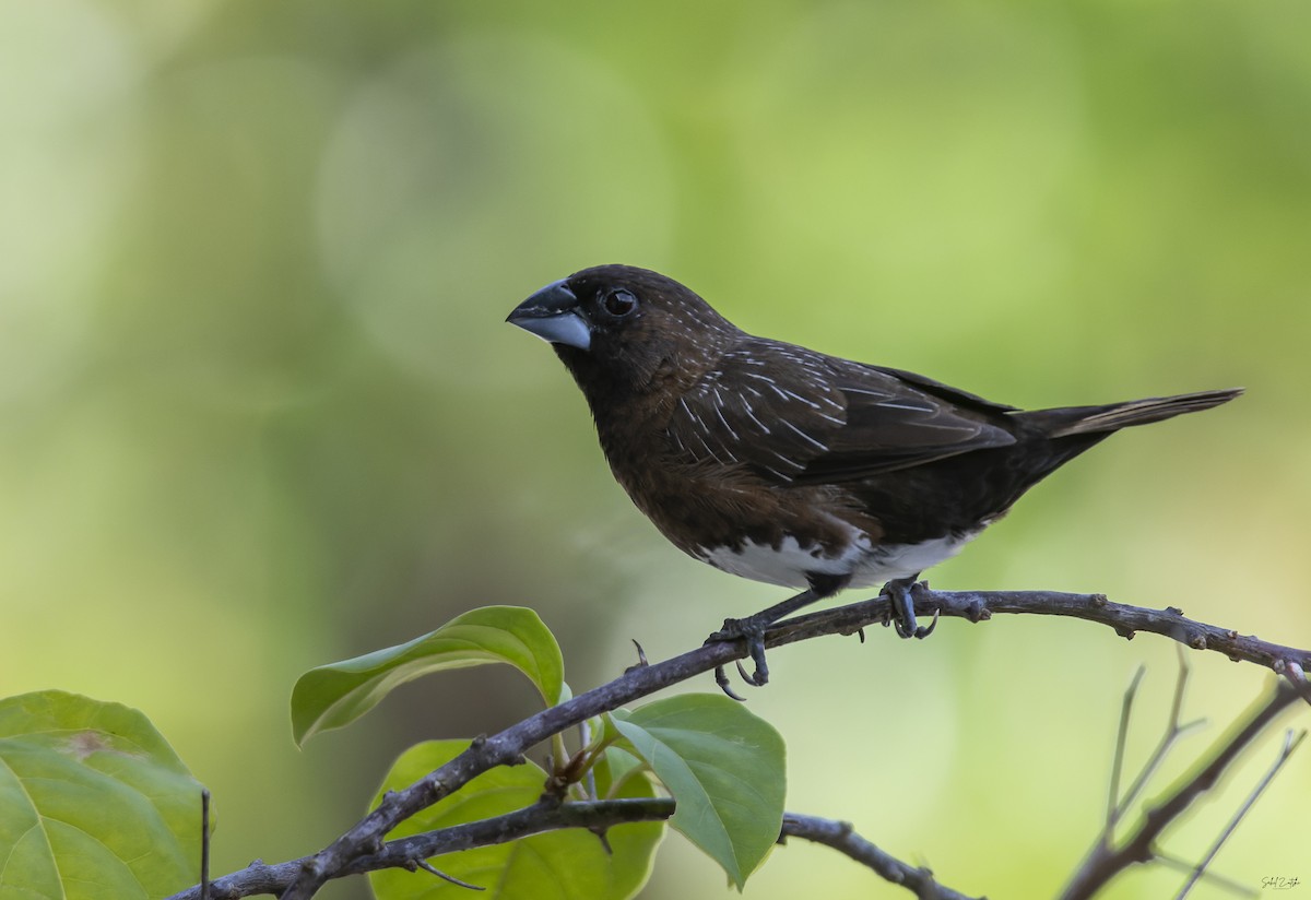 White-bellied Munia - ML611784495