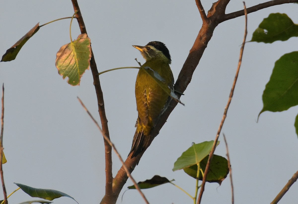 Streak-throated Woodpecker - ML611784499