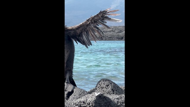 Flightless Cormorant - ML611784504