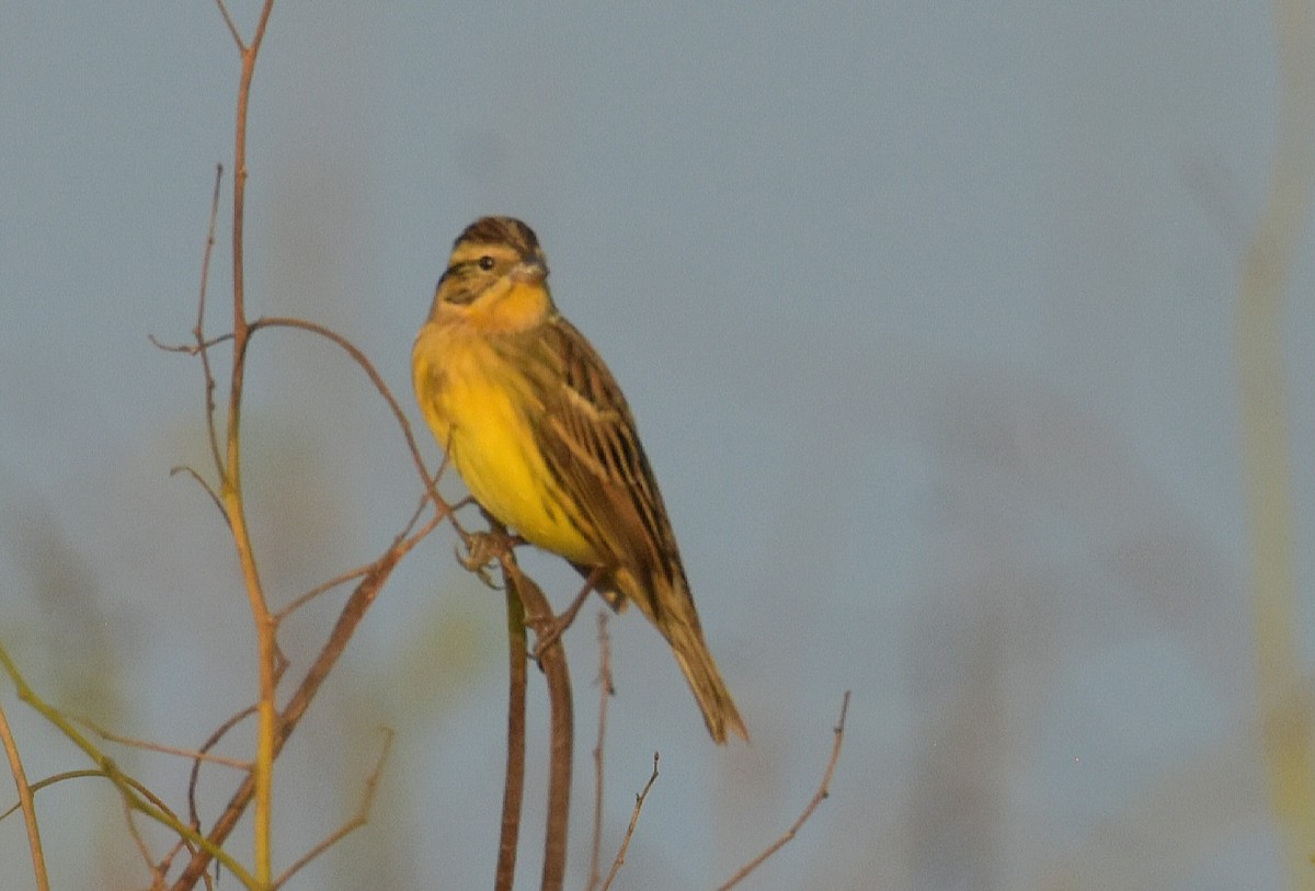 Yellow-breasted Bunting - ML611784506