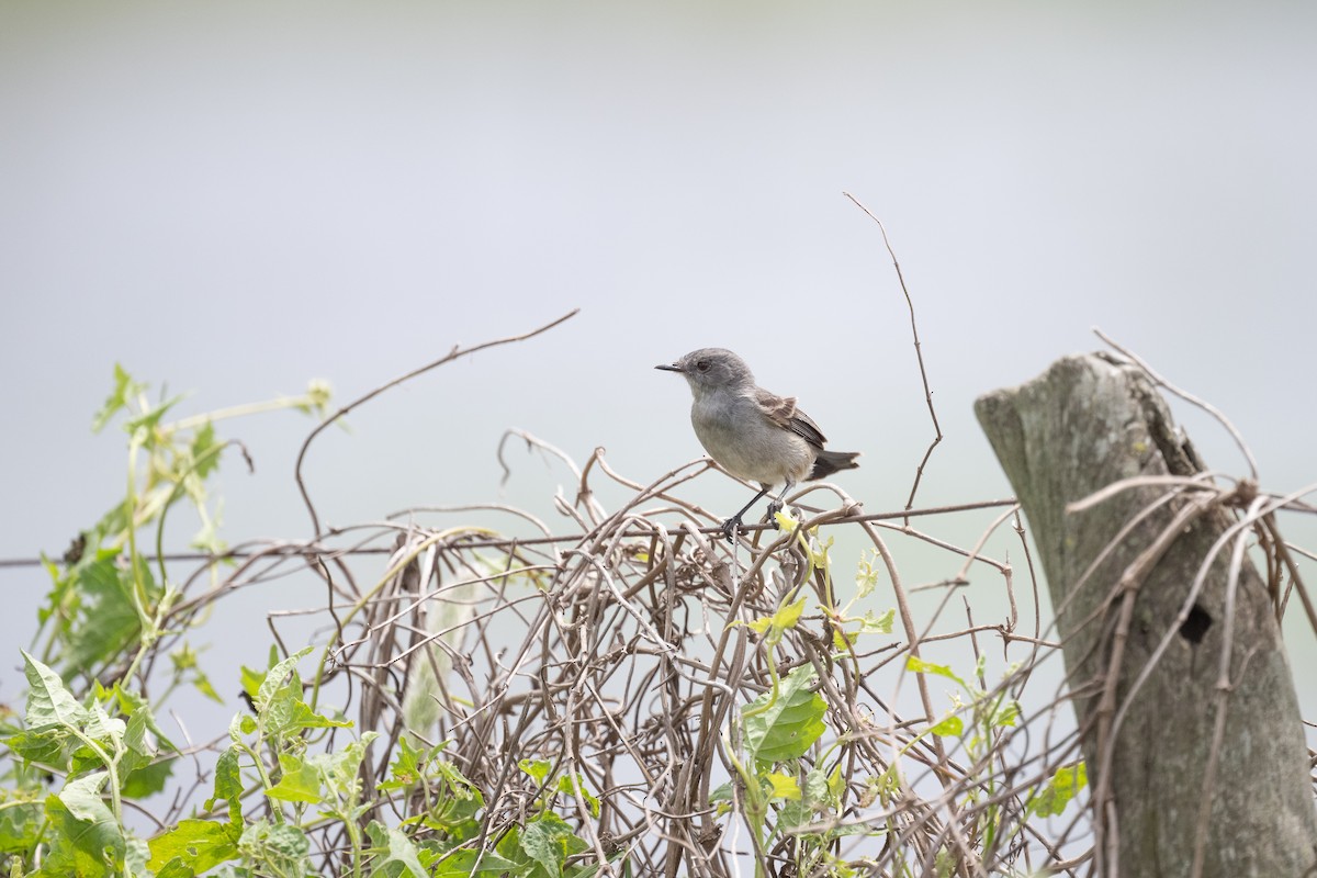 Sooty Tyrannulet - ML611784507