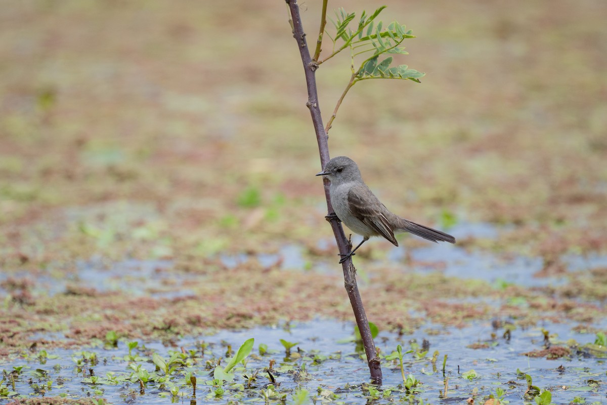 Sooty Tyrannulet - ML611784508