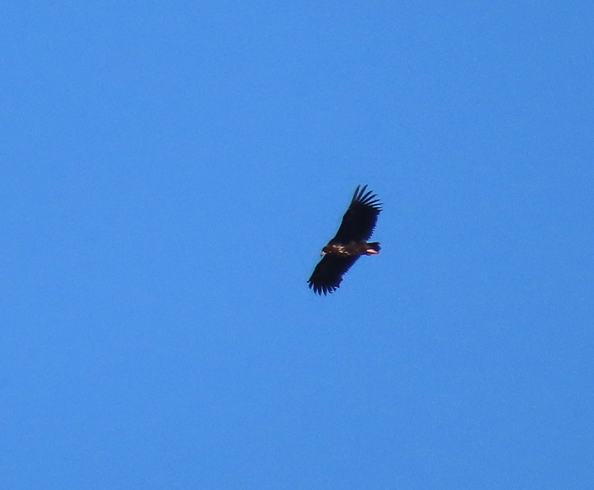 Cinereous Vulture - ML611784521