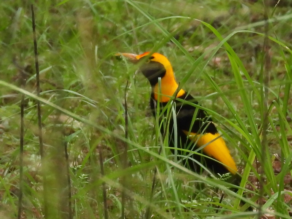 Regent Bowerbird - ML611784527