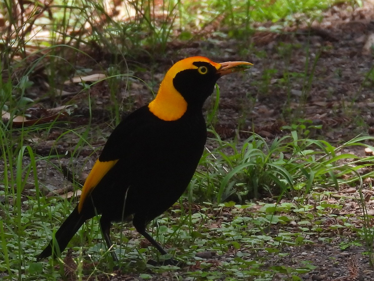 Regent Bowerbird - ML611784529