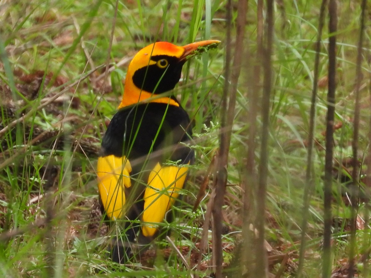 Regent Bowerbird - ML611784530