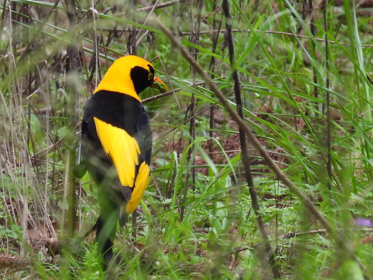 Regent Bowerbird - ML611784532