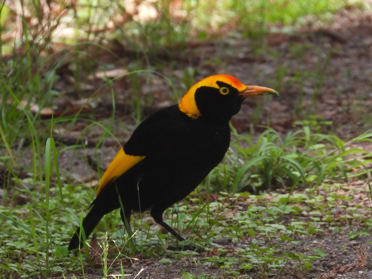 Regent Bowerbird - ML611784533