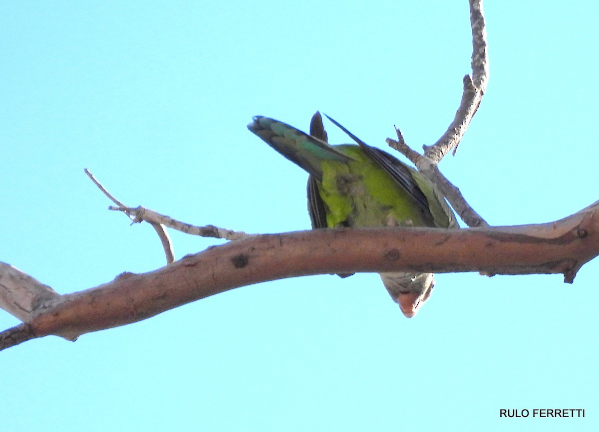 Monk Parakeet - feliciano osvaldo ferretti