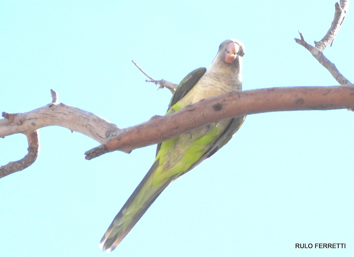 Monk Parakeet - ML611784573