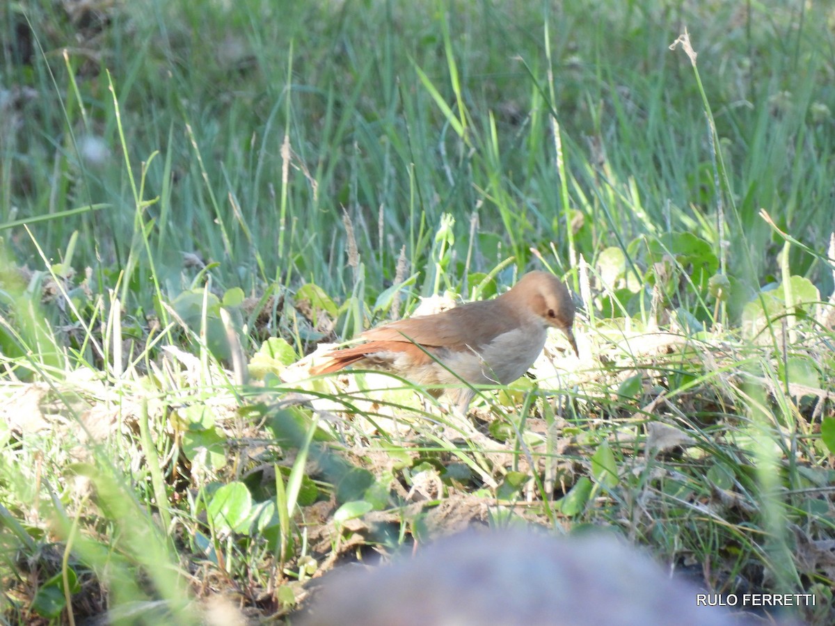 Rufous Hornero - feliciano osvaldo ferretti