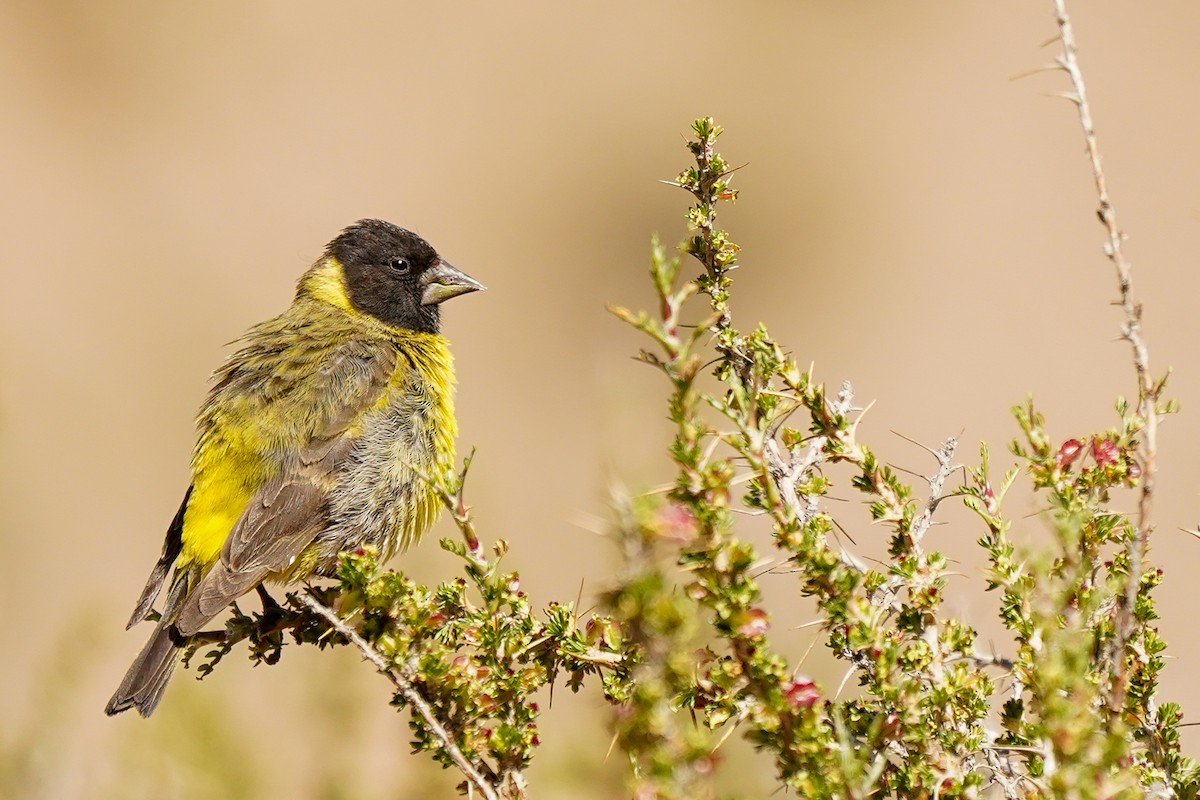 Thick-billed Siskin - ML611784619