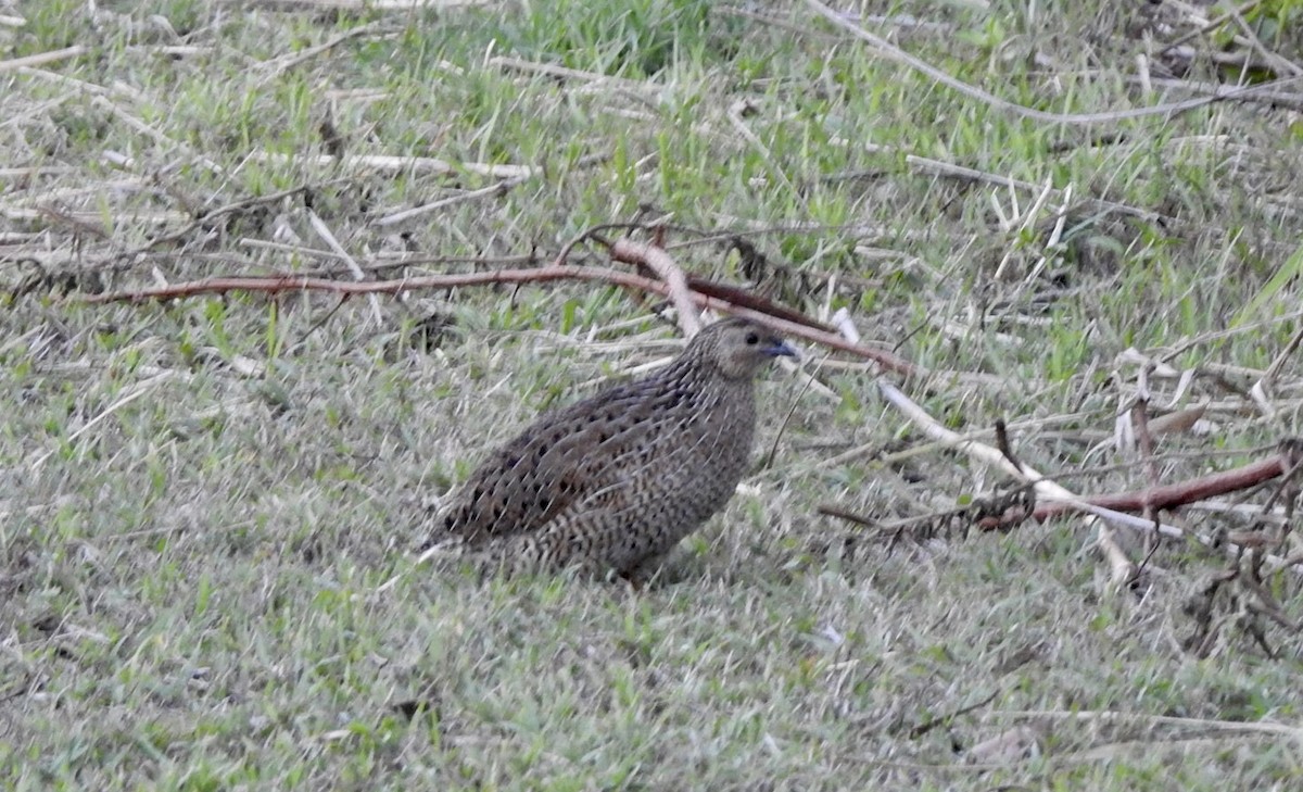 Brown Quail - ML611784675