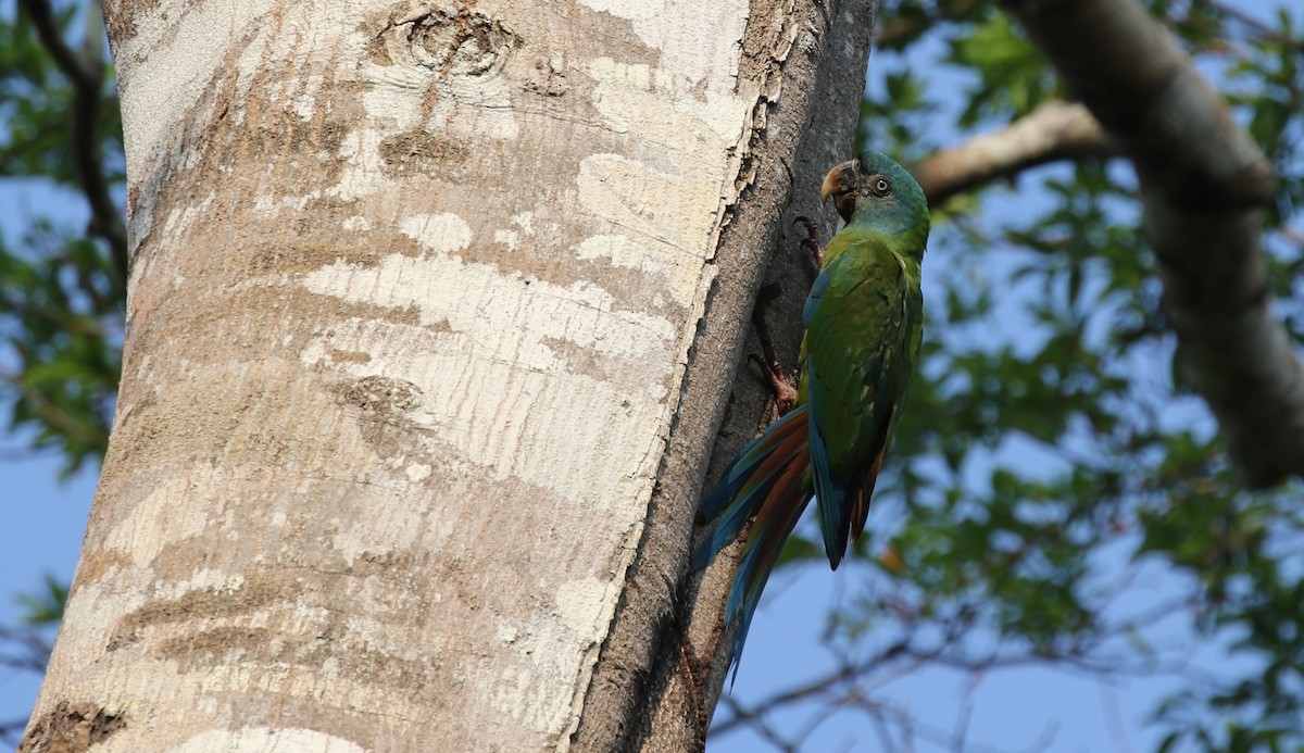 Blue-headed Macaw - Richard Greenhalgh