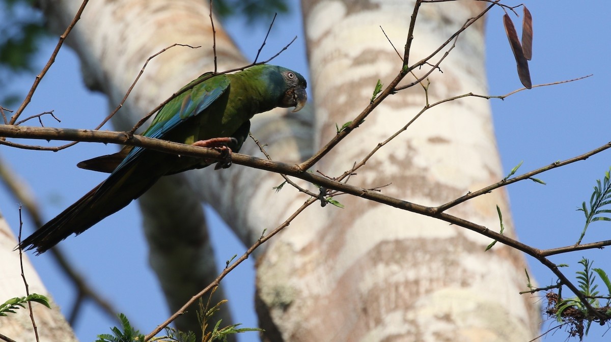 Blue-headed Macaw - Richard Greenhalgh