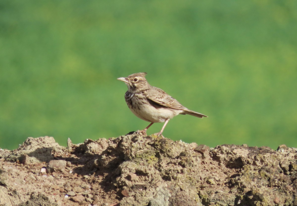 Crested Lark - ML611784800