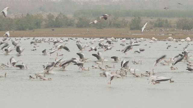 Bar-headed Goose - ML611784813