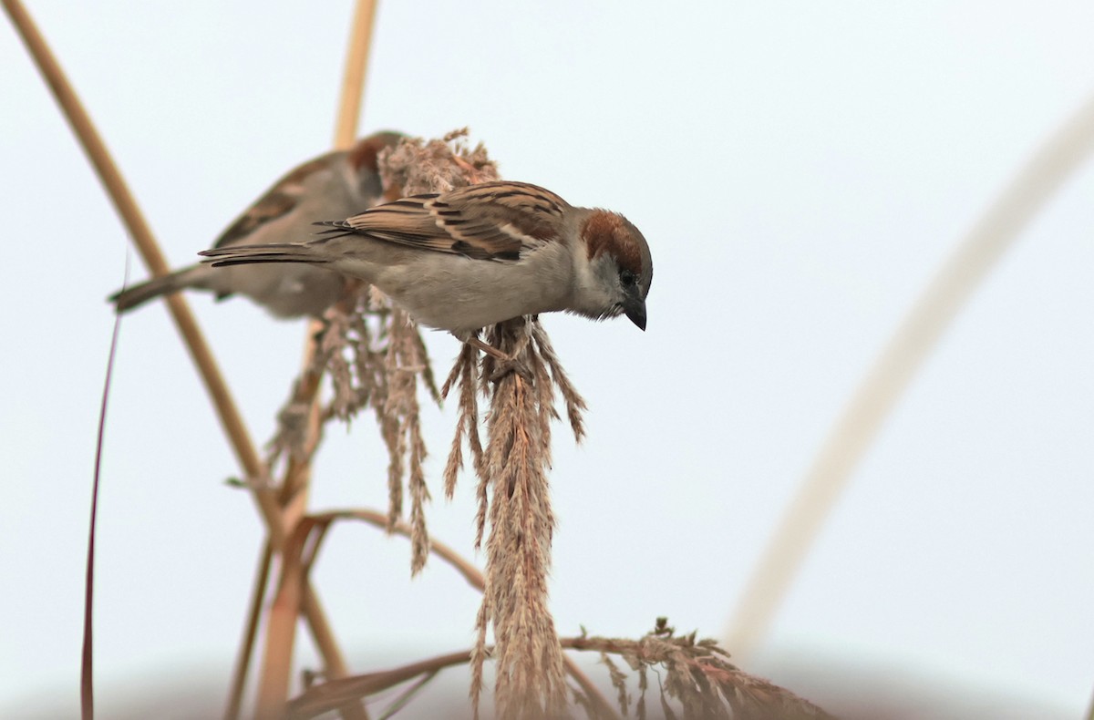 Sind Sparrow - ML611784832