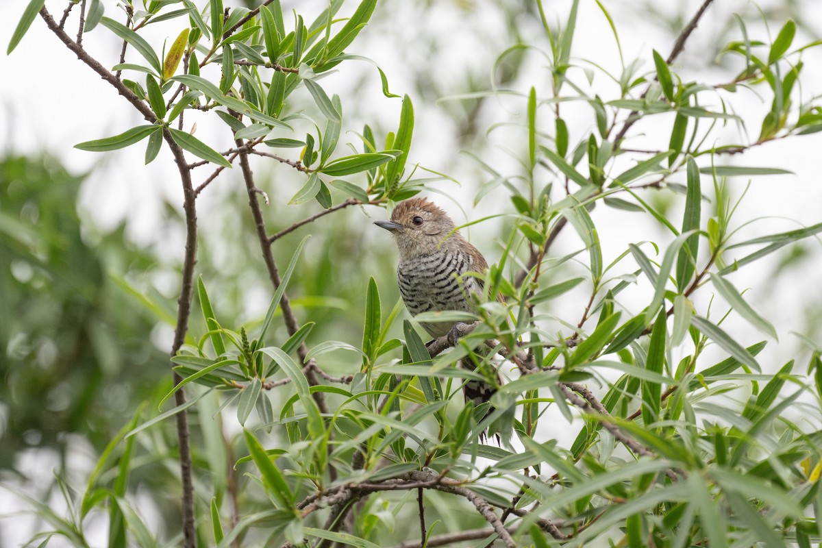 Rufous-capped Antshrike - Charles Thomas