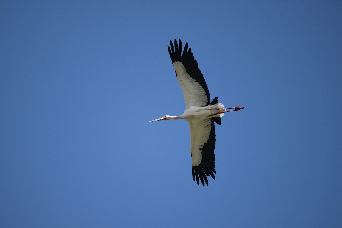 Maguari Stork - Charles Thomas