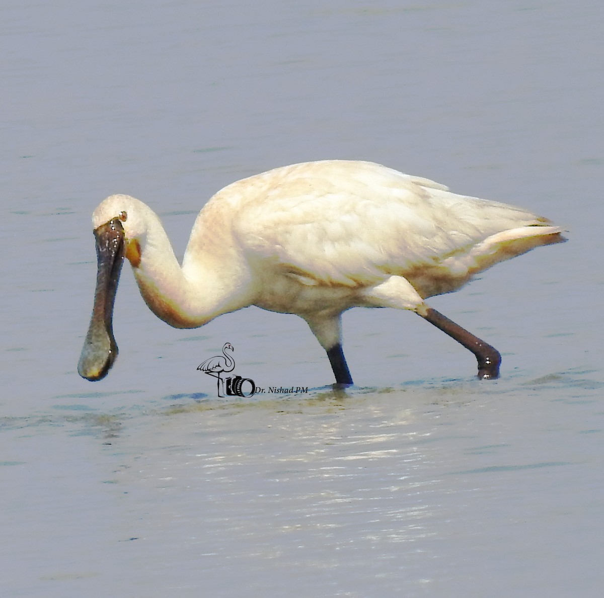 Eurasian Spoonbill - ML611784873