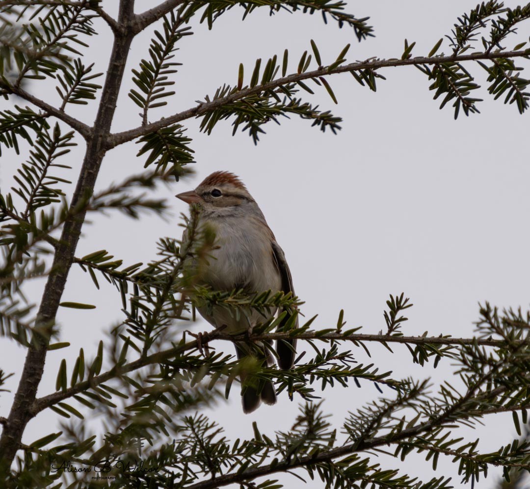 Chipping Sparrow - ML611784952
