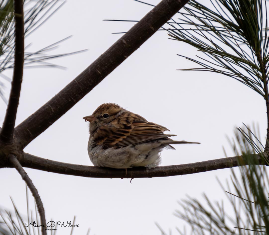 Chipping Sparrow - ML611784953