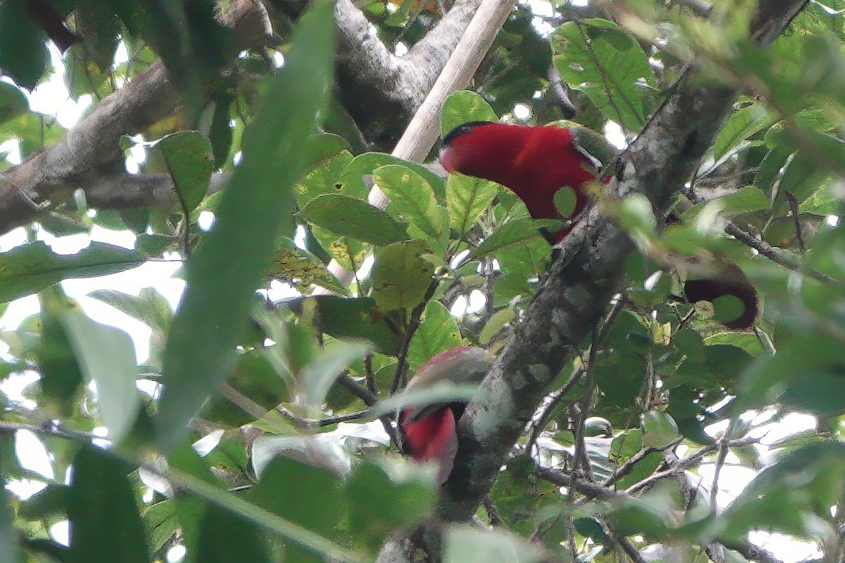 Purple-naped Lory - ML611784970