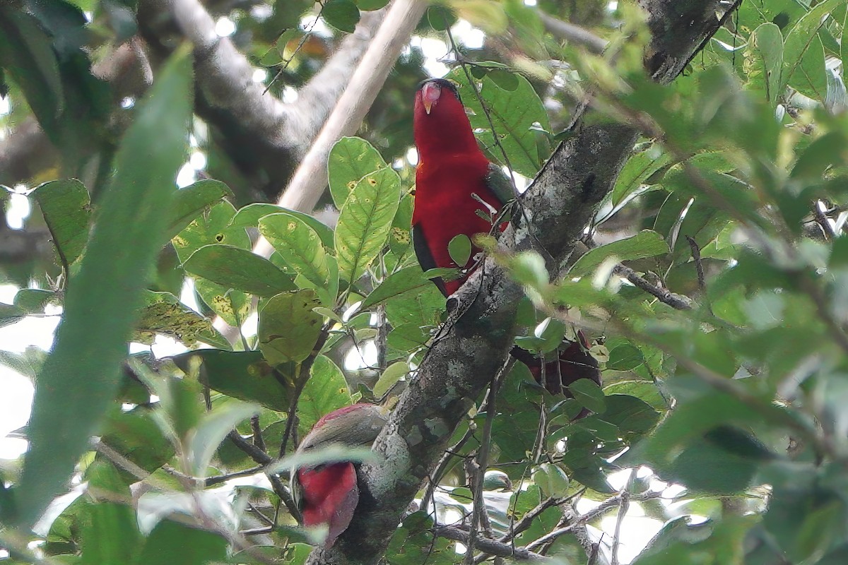 Purple-naped Lory - ML611784971