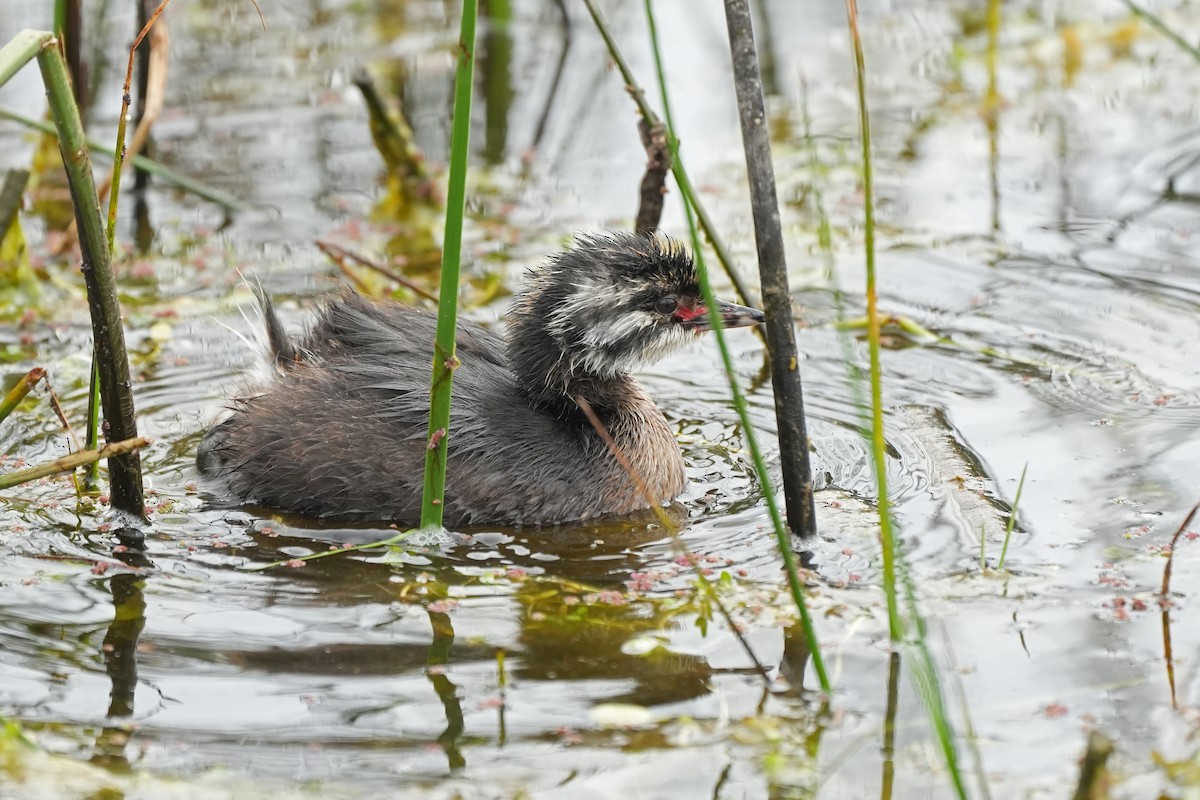 White-tufted Grebe - ML611784982