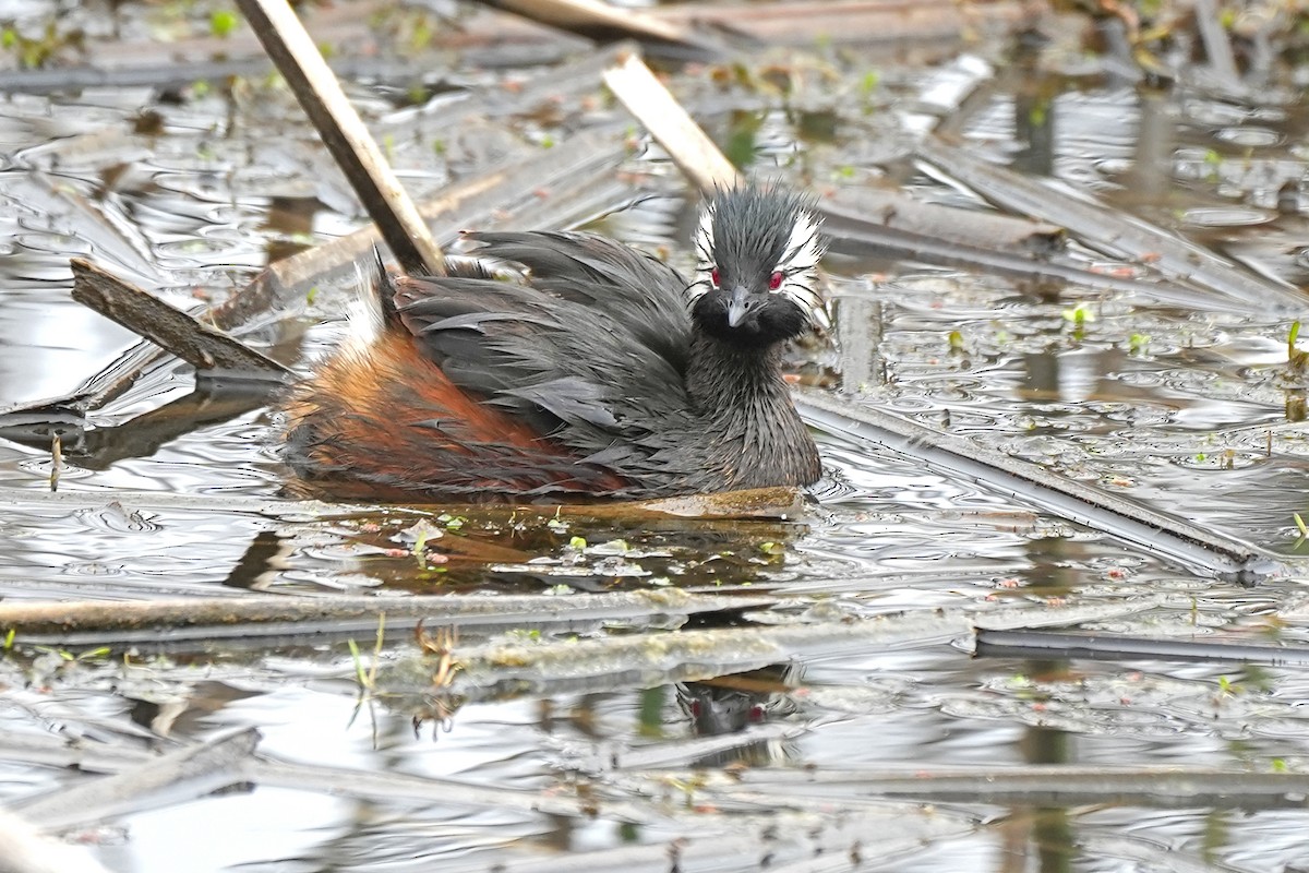 White-tufted Grebe - ML611784984