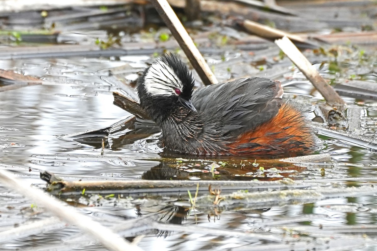 White-tufted Grebe - ML611784985