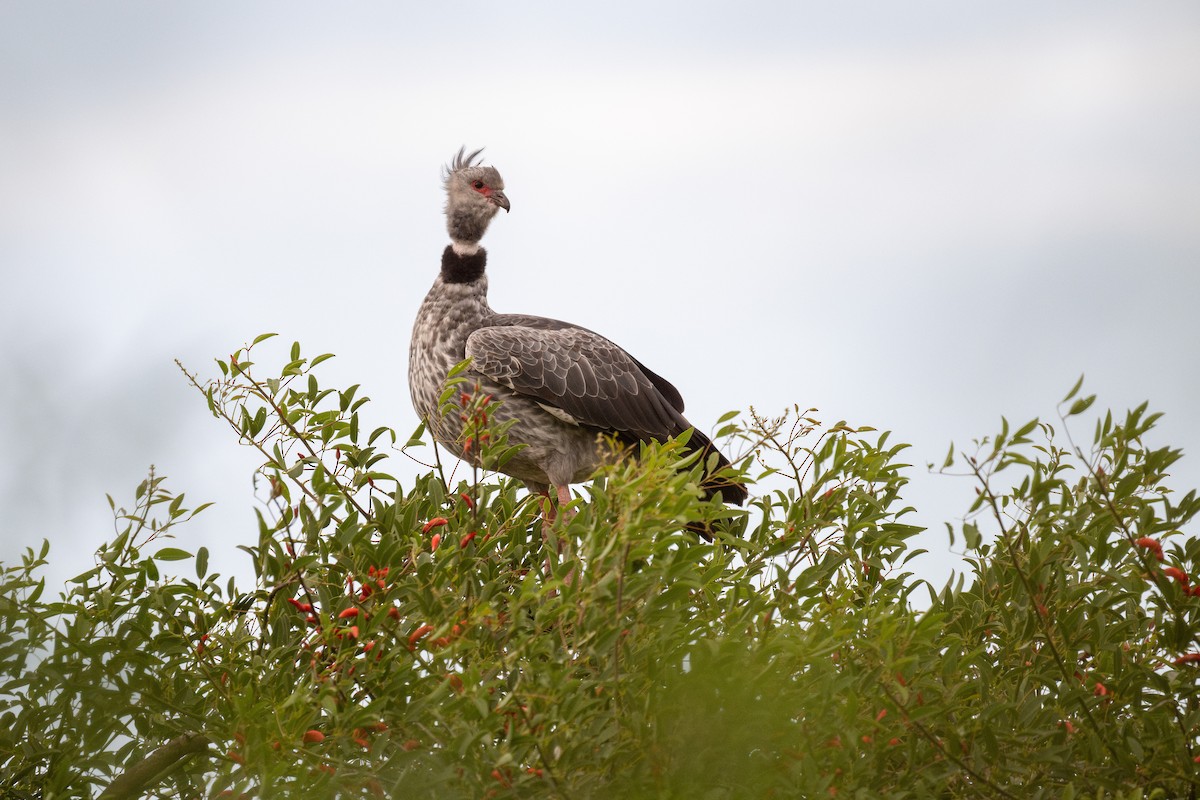 Southern Screamer - Charles Thomas