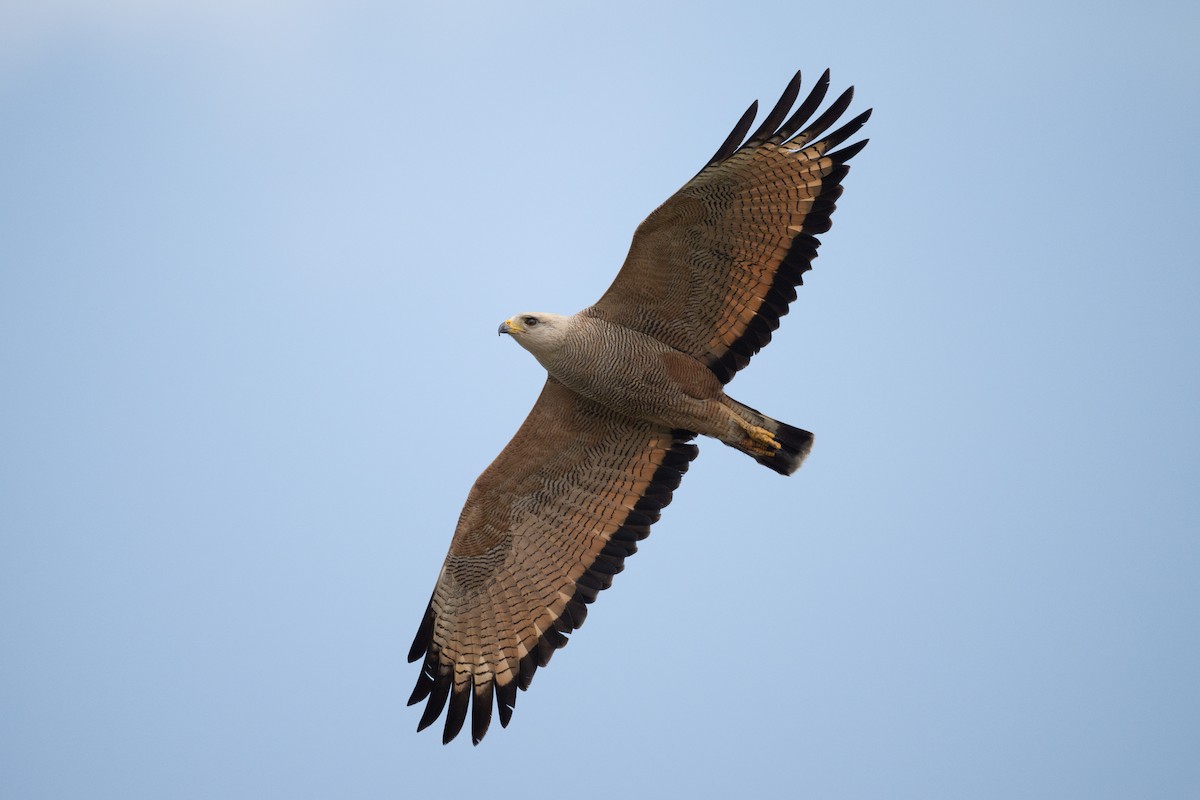 Savanna Hawk - Charles Thomas