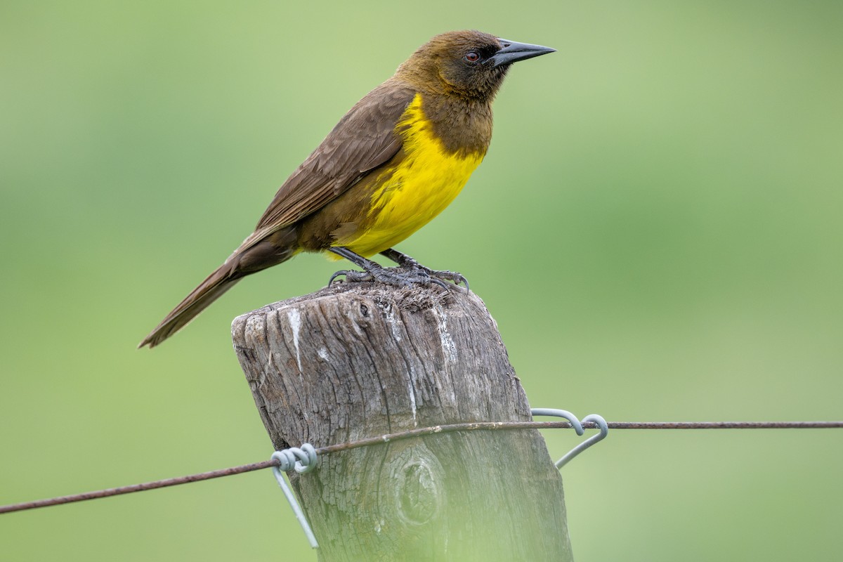 Brown-and-yellow Marshbird - Charles Thomas