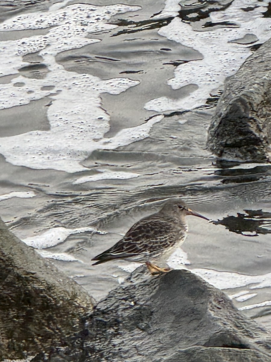 Purple Sandpiper - ML611785198