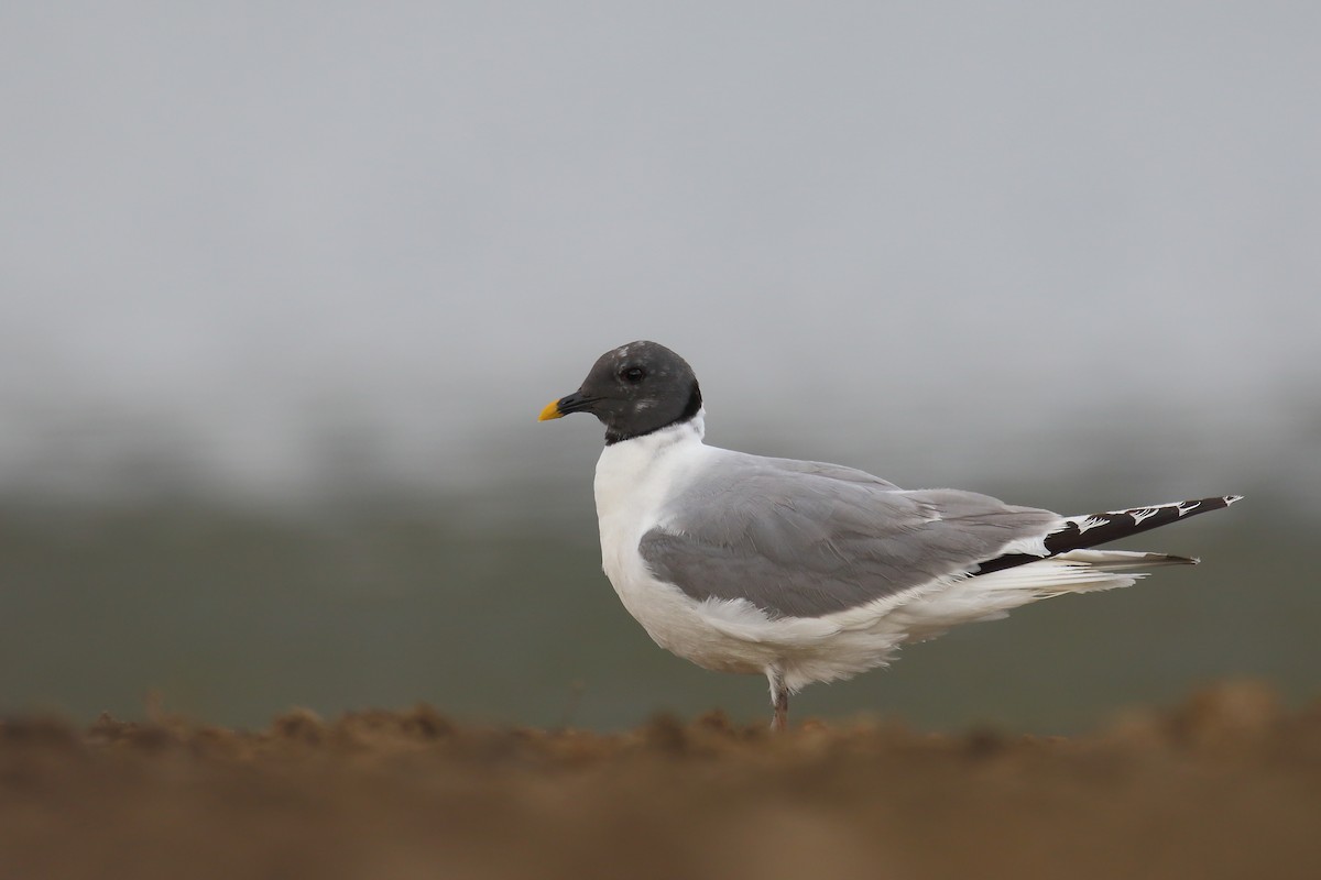 Sabine's Gull - ML611785204