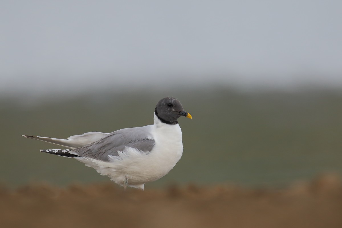 Sabine's Gull - Thanasis Tsafonis