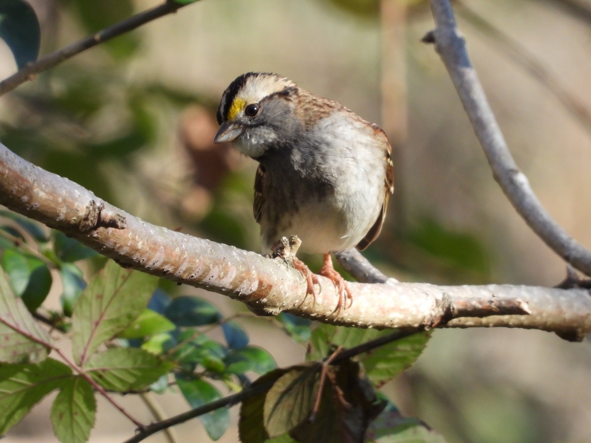 White-throated Sparrow - ML611785266